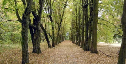  Aleja grabowa jesienią. 